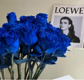 藍玫瑰花