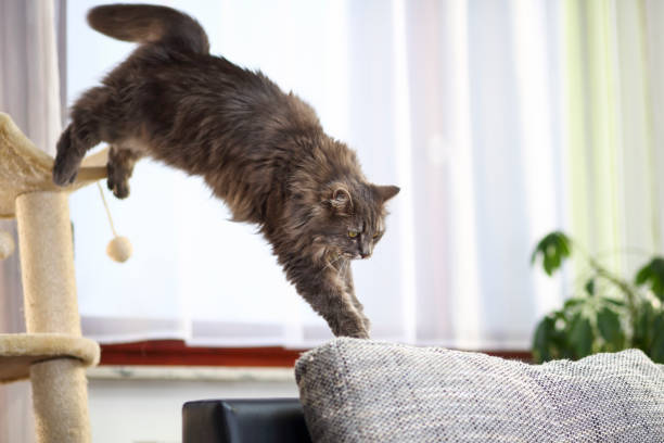 貓咪在沙發上跳