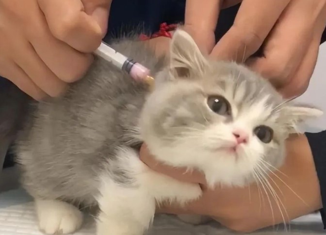打完疫苗可能會導致貓發燒