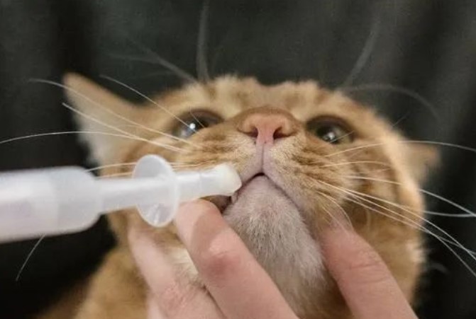 用針管來給發燒的貓咪餵水