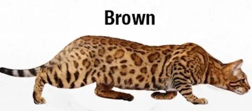 棕色豹貓