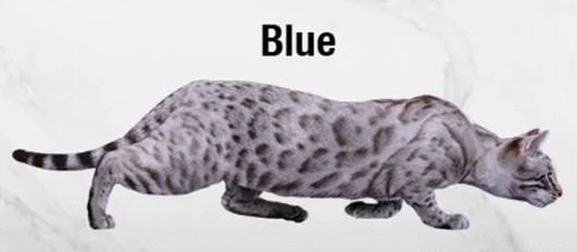 藍色豹貓