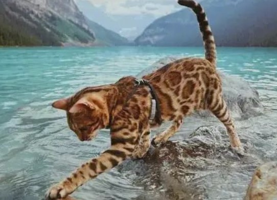 豹貓喜歡玩水