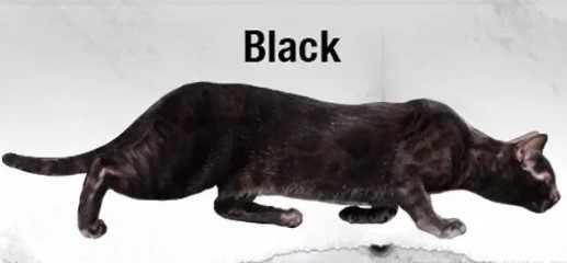 黑色豹貓
