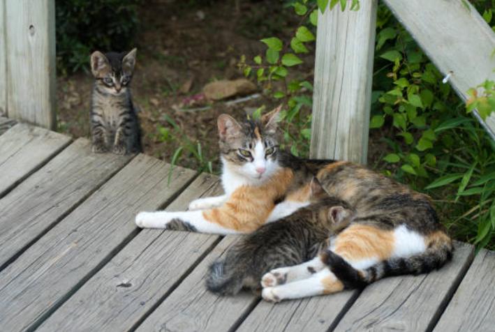 許多三花貓在野外也能很好生存