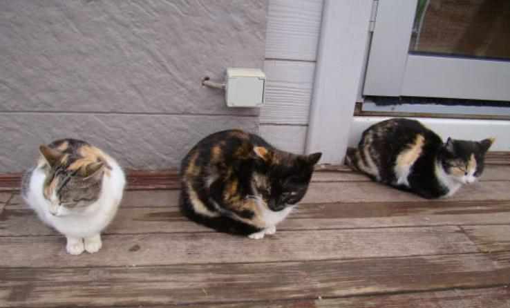 每一隻三花貓的相貌都很獨特