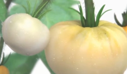 （冰晶番茄）