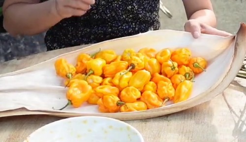 （黃燈籠辣椒營養）