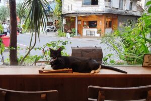 Caffe Fiore 珈琲花