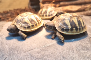 赫曼陸龜飼養
